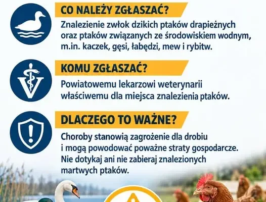 Grypa ptaków i rzekomy pomór drobiu – gmina Lelkowo ostrzega hodowców